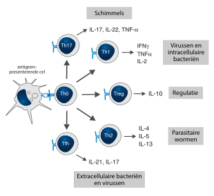 Immuunsysteem: Overzicht, Fysieke barrières, Aangeboren immuunsysteem