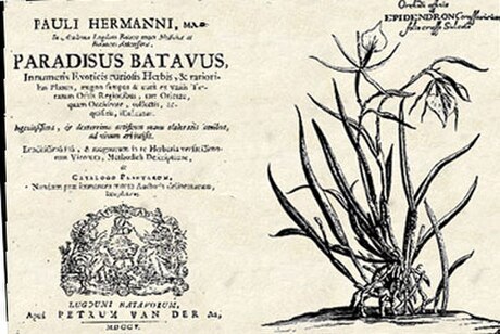 Paul Hermann (botanicus)