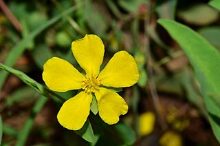 <i>Hibbertia nymphaea</i> Species of flowering plant