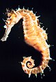 Seahorse found in the Gulf of Aqaba, Red Sea