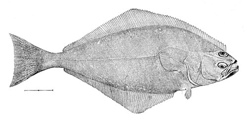 The WikiHalibut (Hippoglossus Wikipediensis)