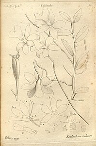 plate 81 Epidendrum volucre Oeonia volucris