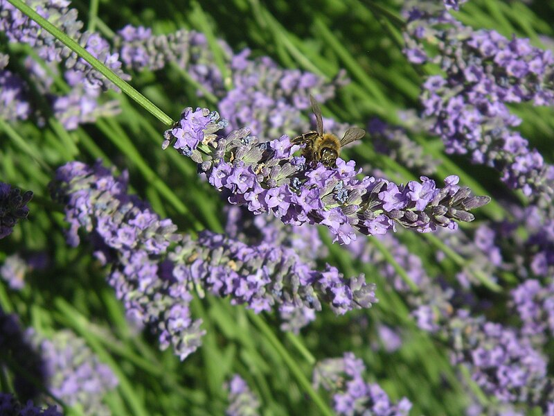 File:Honey bee on Lavandula.jpg