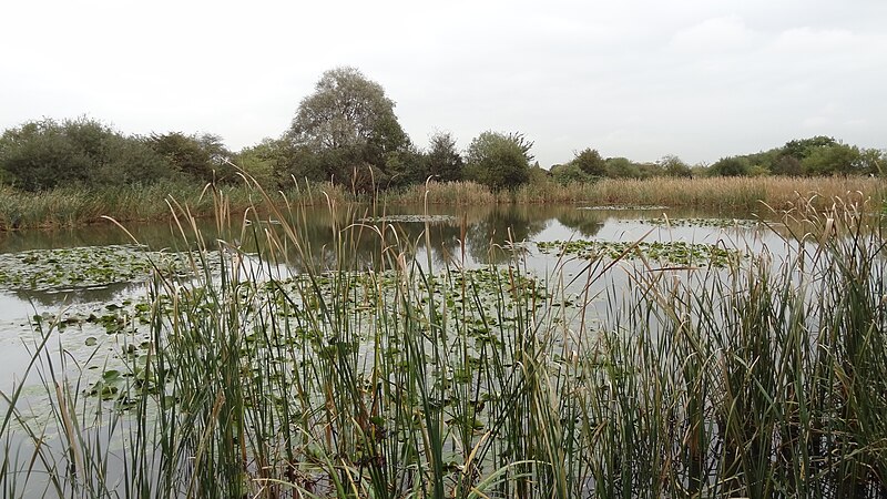 File:Hooks Hall Pond in The Chase Nature Reserve, Barking 2.JPG