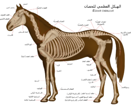 رسم بياني يُظهر تشريح الهيكل العظمي للحصان