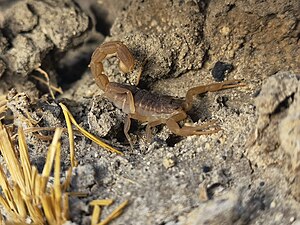 Un scorpion Hottentotta mazuchi sur la rive est du lac en août 2021.