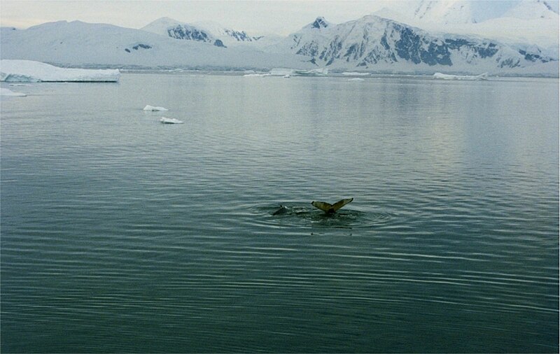 File:Humpback showing his tail.jpg