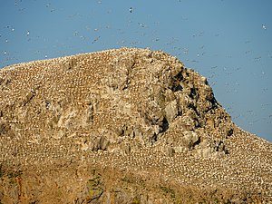 Basstölpel: Name, Erscheinungsbild, Verbreitung