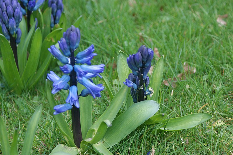 File:Hyacinths at Ventnor Botanic Garden.JPG