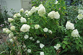 Panicled Hydrangea - Hydrangea paniculata 'Limelight'