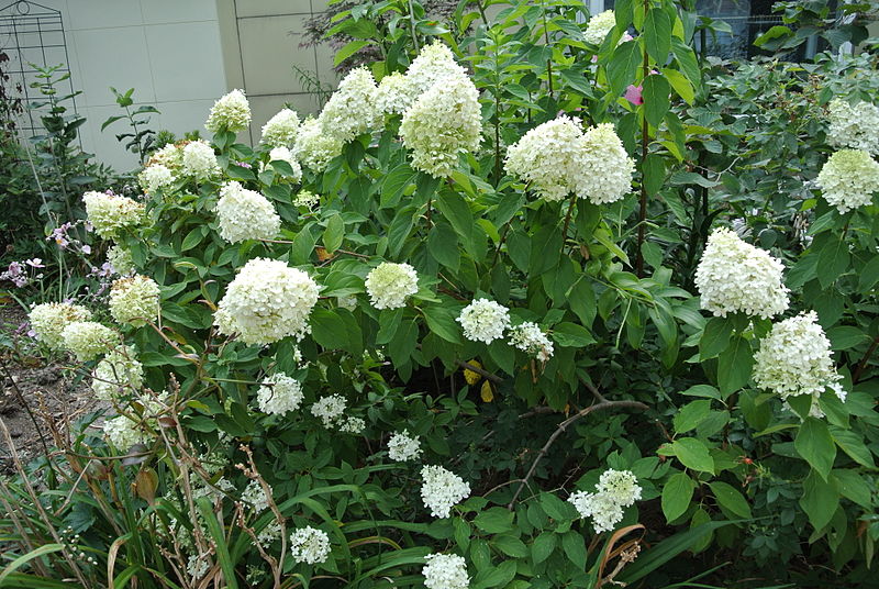 File:Hydrangea paniculata 'Limelight'.JPG