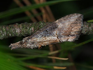 Hypena scabra adult.jpg