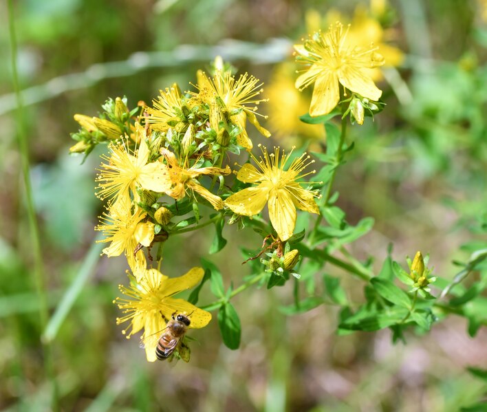 File:Hypericum perforatum 2194.tif