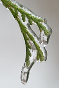 Branch surrounded by ice