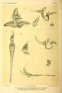 A: Bulbophyllum infundibuliforme B: Bulbophyllum biflorum