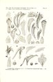 Dendrobium metrium (as syn. Dendrobium sociale) tab 79 fig. III in: Johannes Jacobus Smith: Icones Orchidacearum Malayensium I (1930)