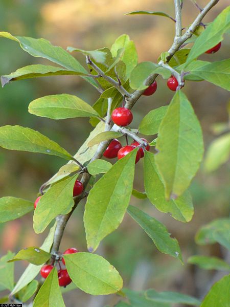 File:Ilex decidua berries.jpg