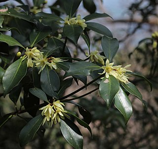 <i>Illicium anisatum</i> Species of plant