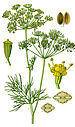 Illustration Anethum graveolens clean.jpg