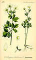 Isopyrum thalictroides