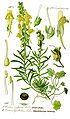 Linaria vulgaris plate 496 A. in: Otto Wilhelm Thomé: Flora von Deutschland, Österreich u.d. Schweiz, Gera (1885) (modified)