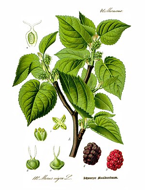 Illustration av den svarta mullbärsträdet (Morus nigra)