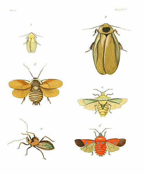 File:Illustrations of Exotic Entomology II 36.jpg