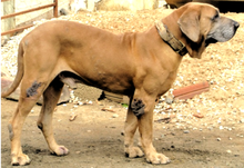 fila brasileiro price