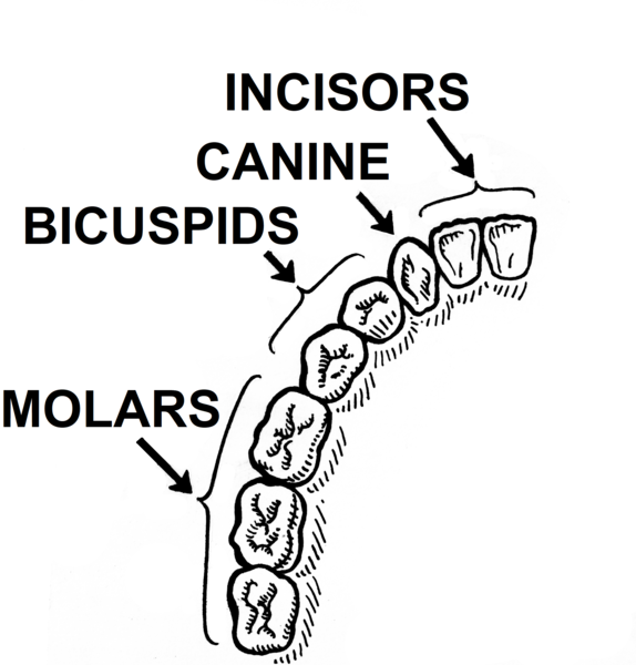 File:Incisors Teeth (PSF).png