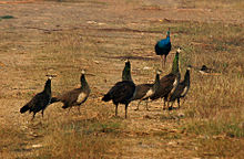 Indian peafowl (Pavo cristatus) near Hyderabad