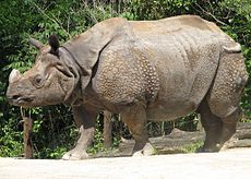 Indian Rhino Image.jpg