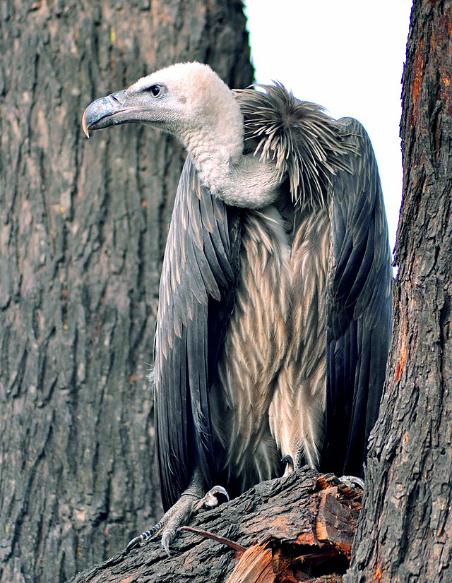 File:Indian_Vulture1.jpg