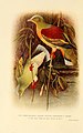 Indian pigeons and doves (Plate Frontispiece) (6197374075).jpg