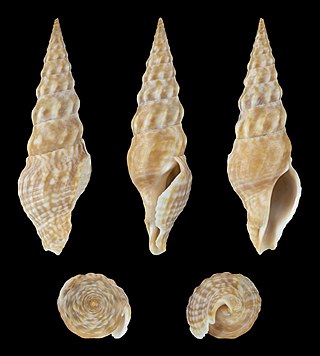 <i>Inquisitor vulpionis</i> Species of gastropod