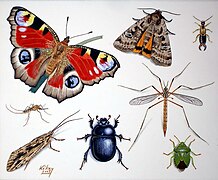 Insectum.rovarok.jpg