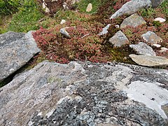 Inside the Celtic Iron Age hillfort of Tre'r Ceiri, Gwynedd Wales, with 150 houses; finest in N Europe 109.jpg