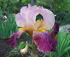 Iris cultivar 'Mary Todd'