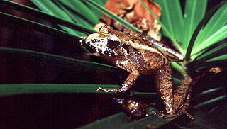 <i>Ischnocnema guentheri</i> Species of frog