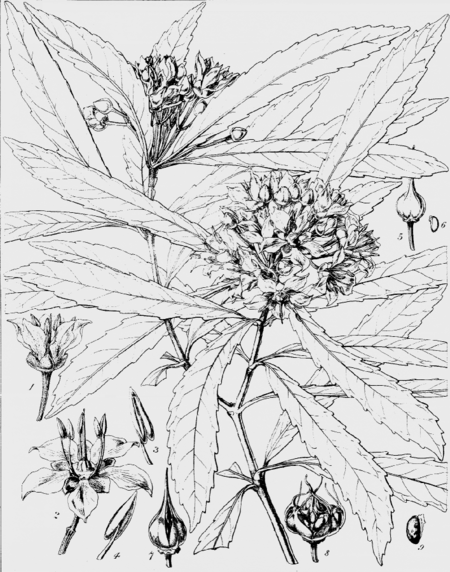 Tập_tin:Ixerba_brexioides_(Hooker's_Icones_Plantarum,_vol_6._Tab_577).png