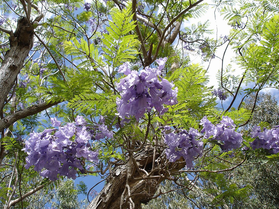 Jacaranda