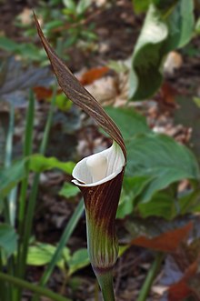 Japanischer Jack-in-the-Kanzel Arisaema sikokianum 2000px.jpg