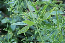 The stems of Rubia tinctorum were used to make the rose madder dye. Rose madder was commonly used for the coats of privates. Jardin du chateau de Dourdan le 2 aout 2013 - 05.jpg