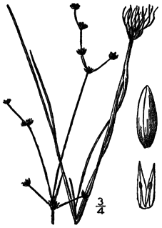 <i>Juncus debilis</i> species of plant