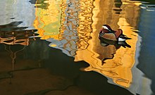 A mandarin duck and with the Jungle Palace mirrored in the lake Jungle Palace Hanover with Aix galericulata.jpg