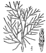 Juniperus virginiana drawing.png