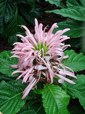 Юстиция телесная (Justicia carnea)