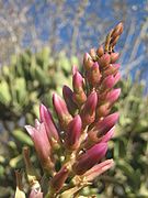 Kalanchoe grandidieri