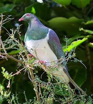large green, purple and white pigeon perched in foliage