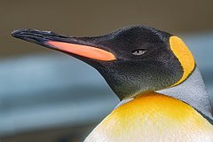 King penguin Aptenodytes patagonicus-4932.jpg