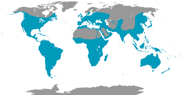Distribución global dos alcedínidos